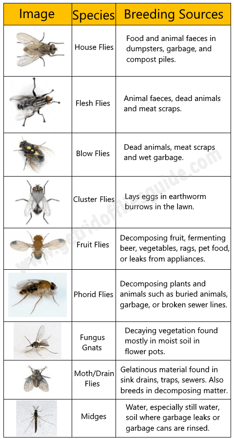 how to capture flies in house