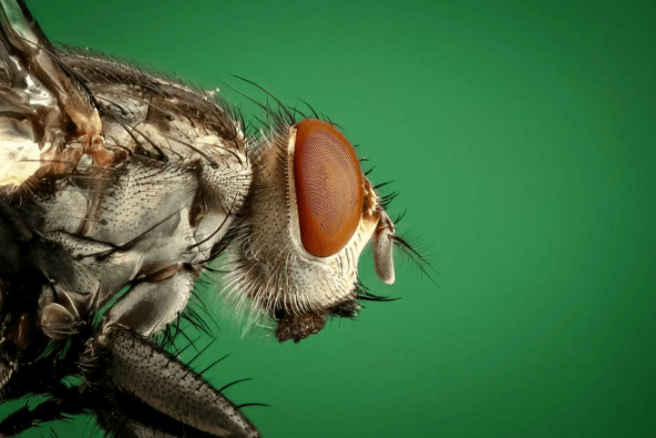 what attracts house flies